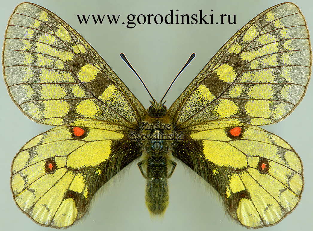 http://www.gorodinski.ru/papilionidae/Parnassius eversmanni eversmanni.jpg